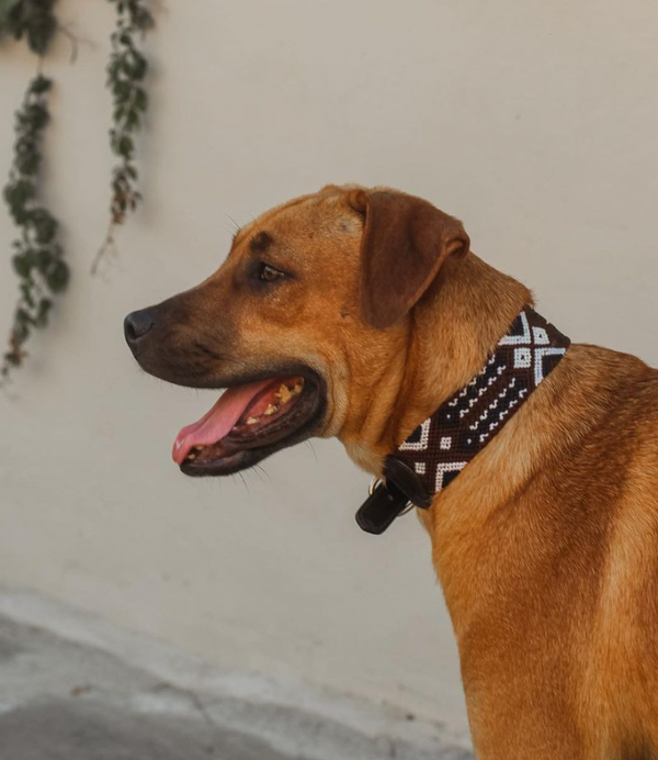 Mexi Dog Collar
